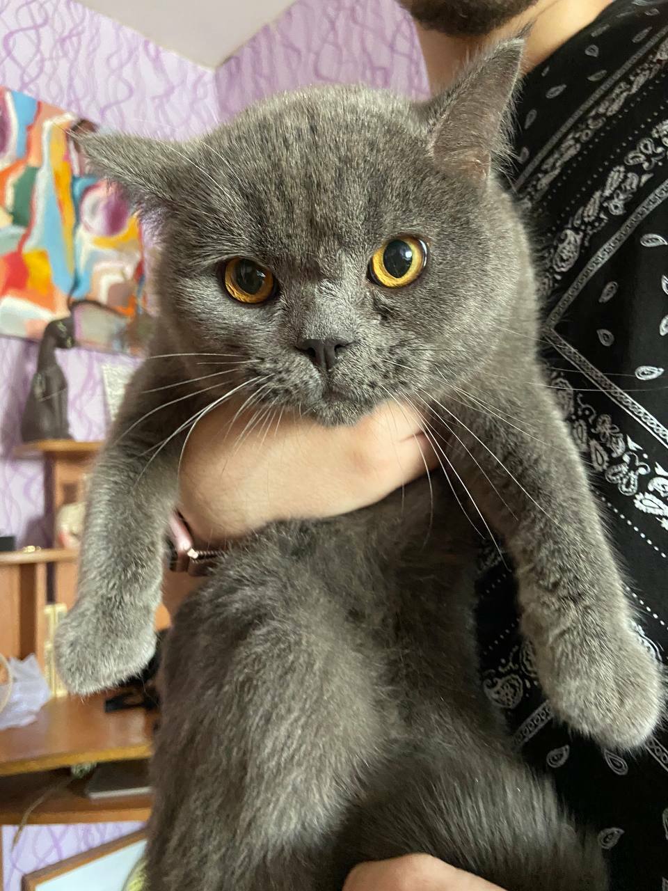 Найден кот Голубой британец, адрес: Коровинское шоссе, 24А, Москва |  Pet911.ru