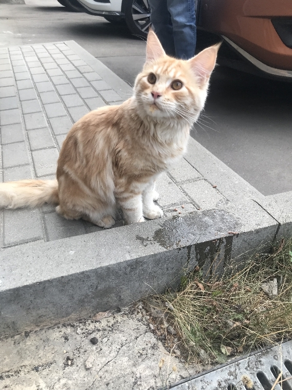 Найден рыжий кот в поселке Воскресенское, Москва.