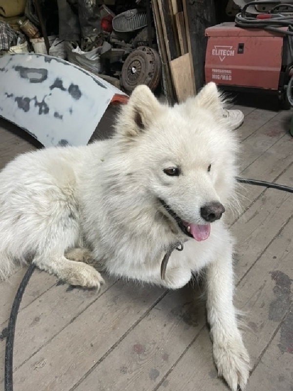 Найдена домашняя собака-самоед на Приовражном переулке, ранены лапы