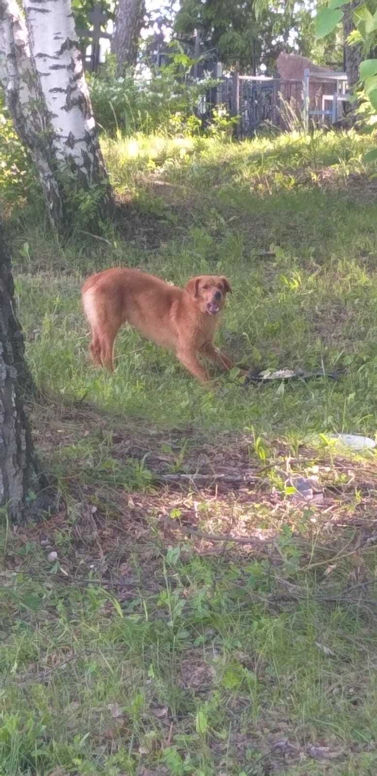 Пропала собака в Пыжово: рыжий дворняга, Каринское шоссе, Зарайский район, МО.