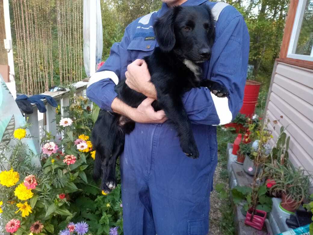 Найдена домашняя собака в Свердловской области