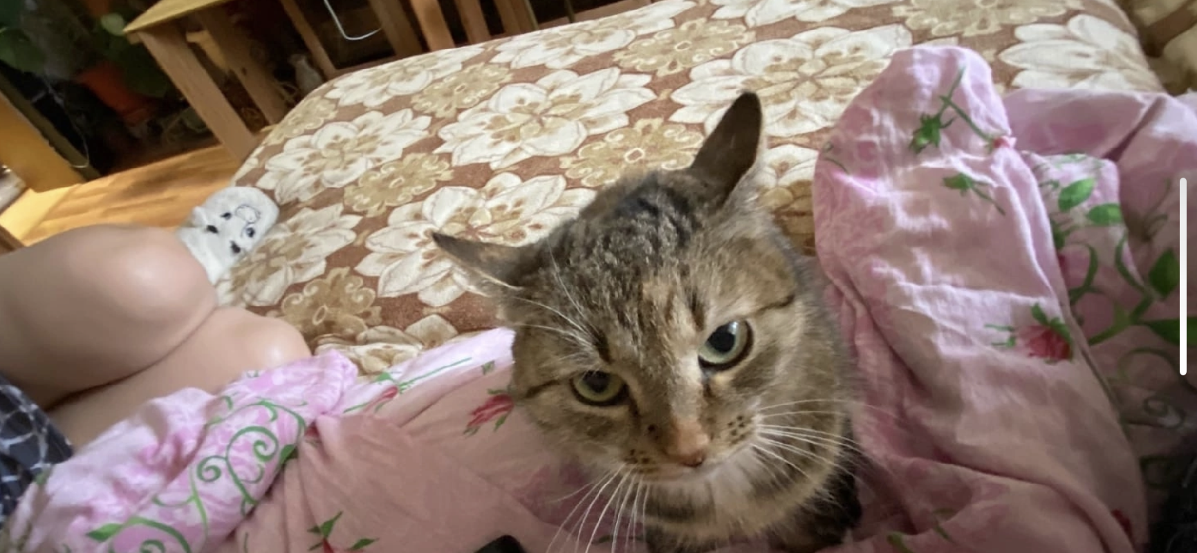 Пропала кошка Сонька с грыжей на животе в Кедровке, Свердловская область