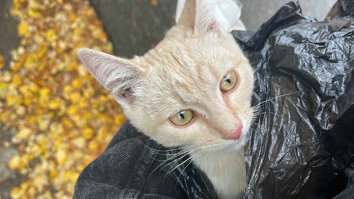 Найдена персиковая кошка на Партизанской, 252А