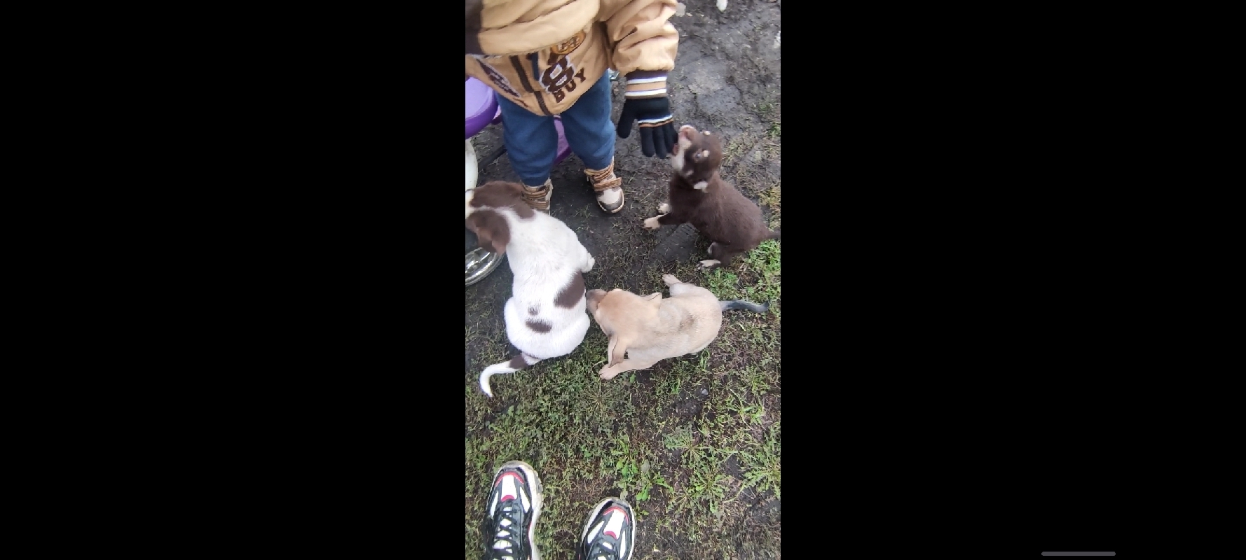 Найдена собака и щенки на ул. Трудовой, Бессоновка