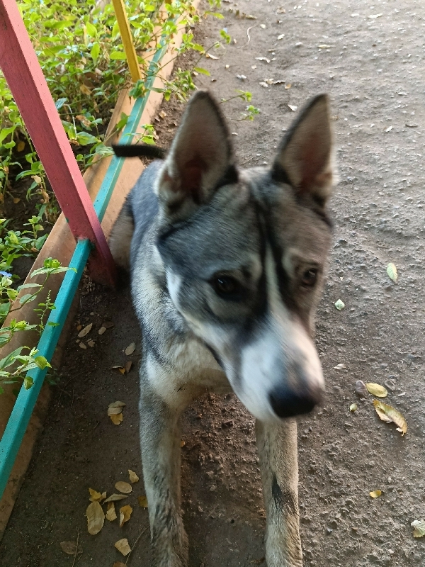 Собака найдена на ул. Н. Островского, 61 в Астрахани