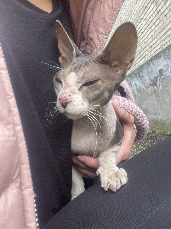 Найдена кошка породы Сфинкс на улице Ленина, 15