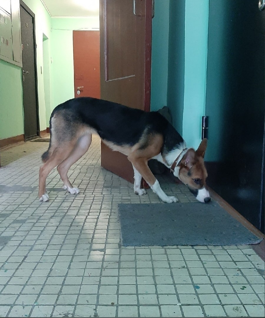 Найдена собака на ул. Юлиуса Фучика, 11 в Балашихе