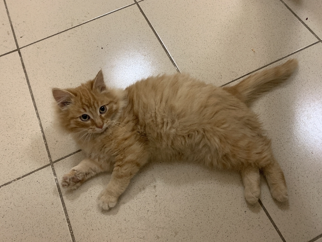 Потеряна рыжая кошка на Зарубина, 44 в Йошкар-Оле