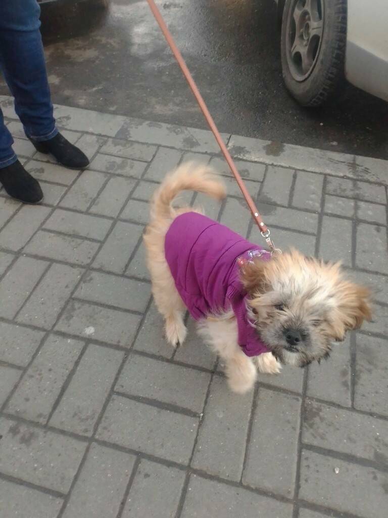 Пропала собака в Азове на ул. Береговой