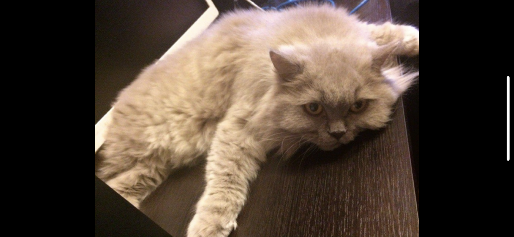 Пропала персидская кошка в Фёдоровке, Тульская область