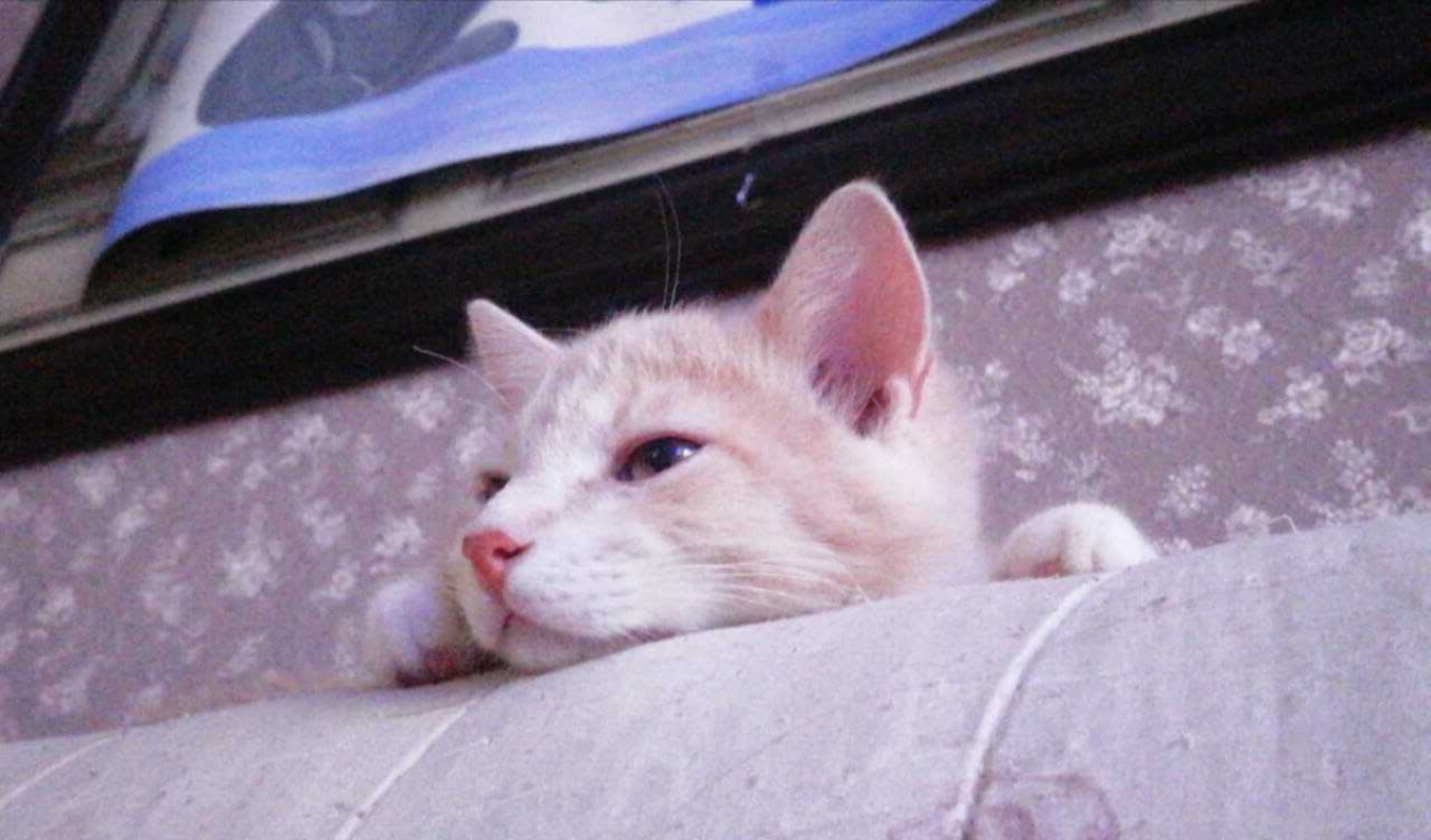 Пропала рыжая кошка на Воровского, 28