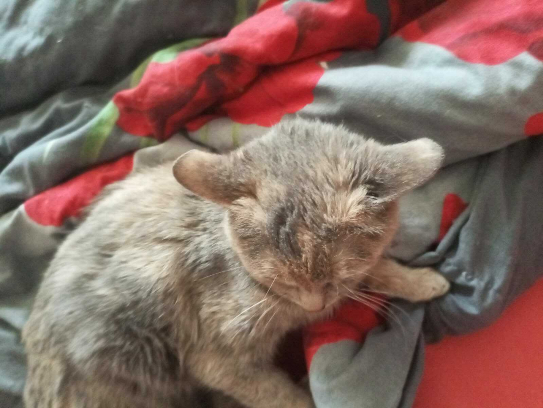 Кошка найдена на Шиловской, 18 в Березовском
