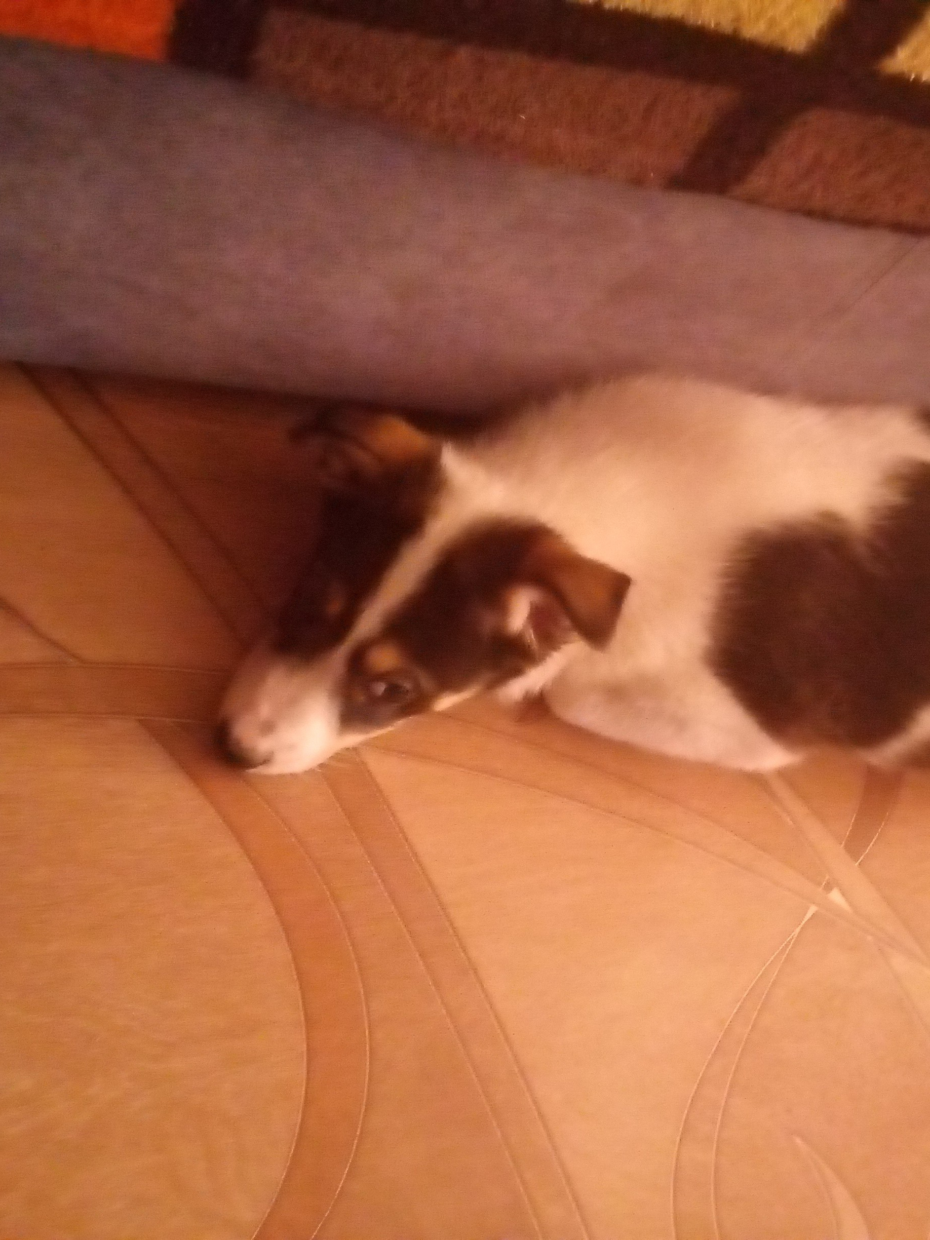 Найдена собака на улице Маяковского, 7
