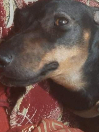 Пропала собака Такса на Минской улице