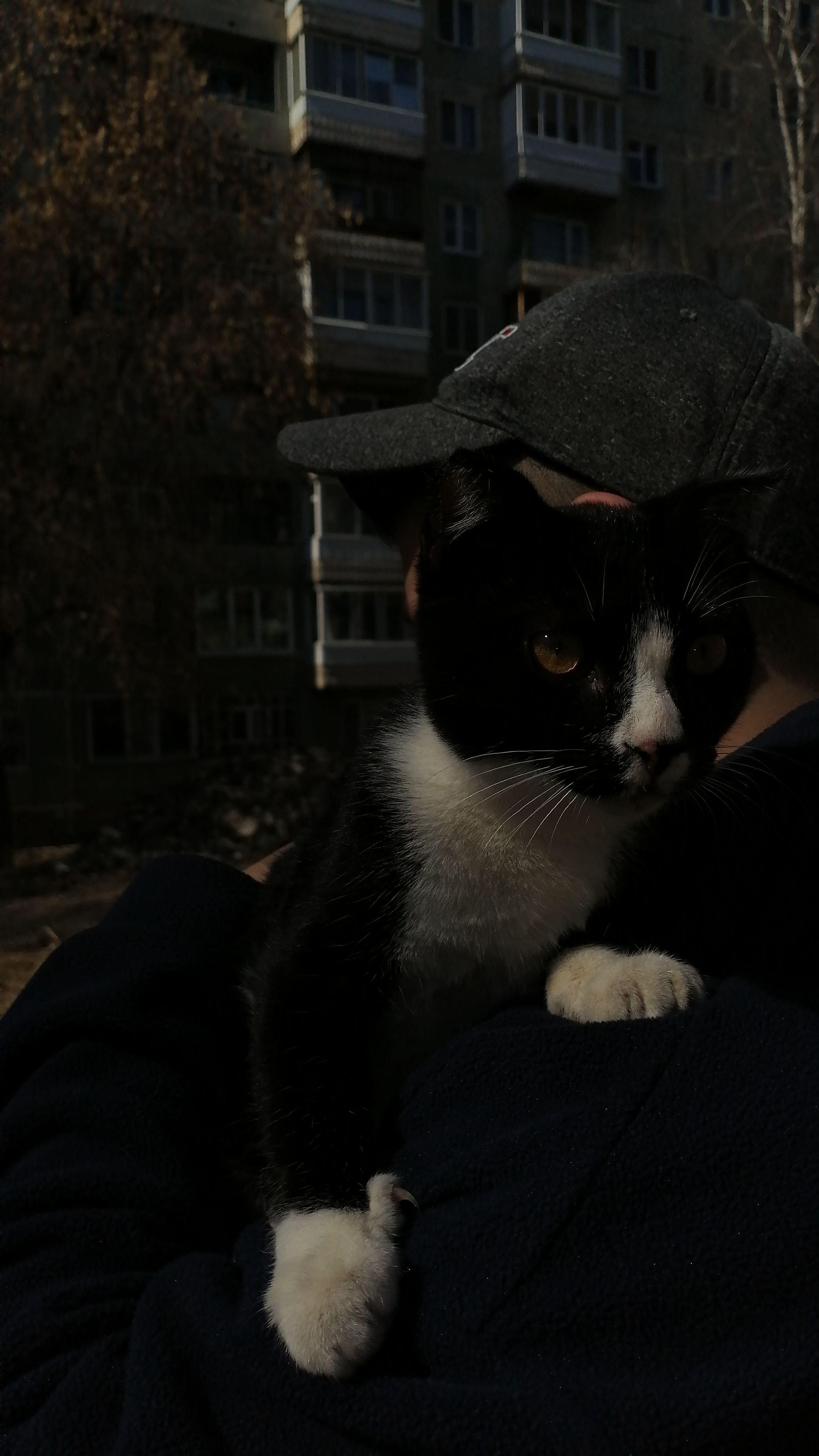 Кошка Кот на улице Ференца Мюнниха, 36 в Томске.