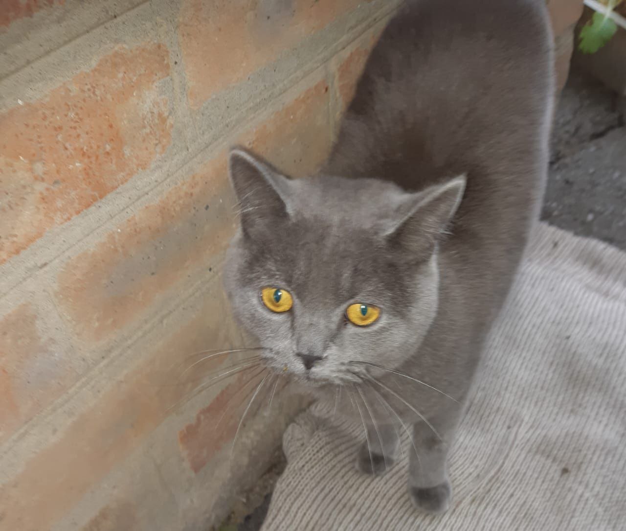 Найден молодой британский кот в районе Красного Гидропресса