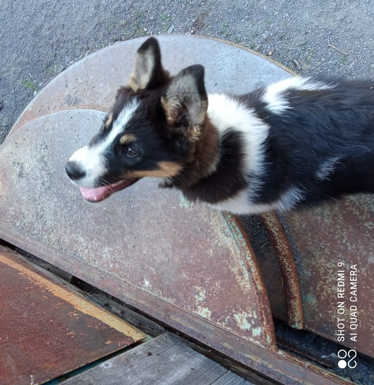 Найден щенок на дачах Ветеран, Комсомольск-на-Амуре