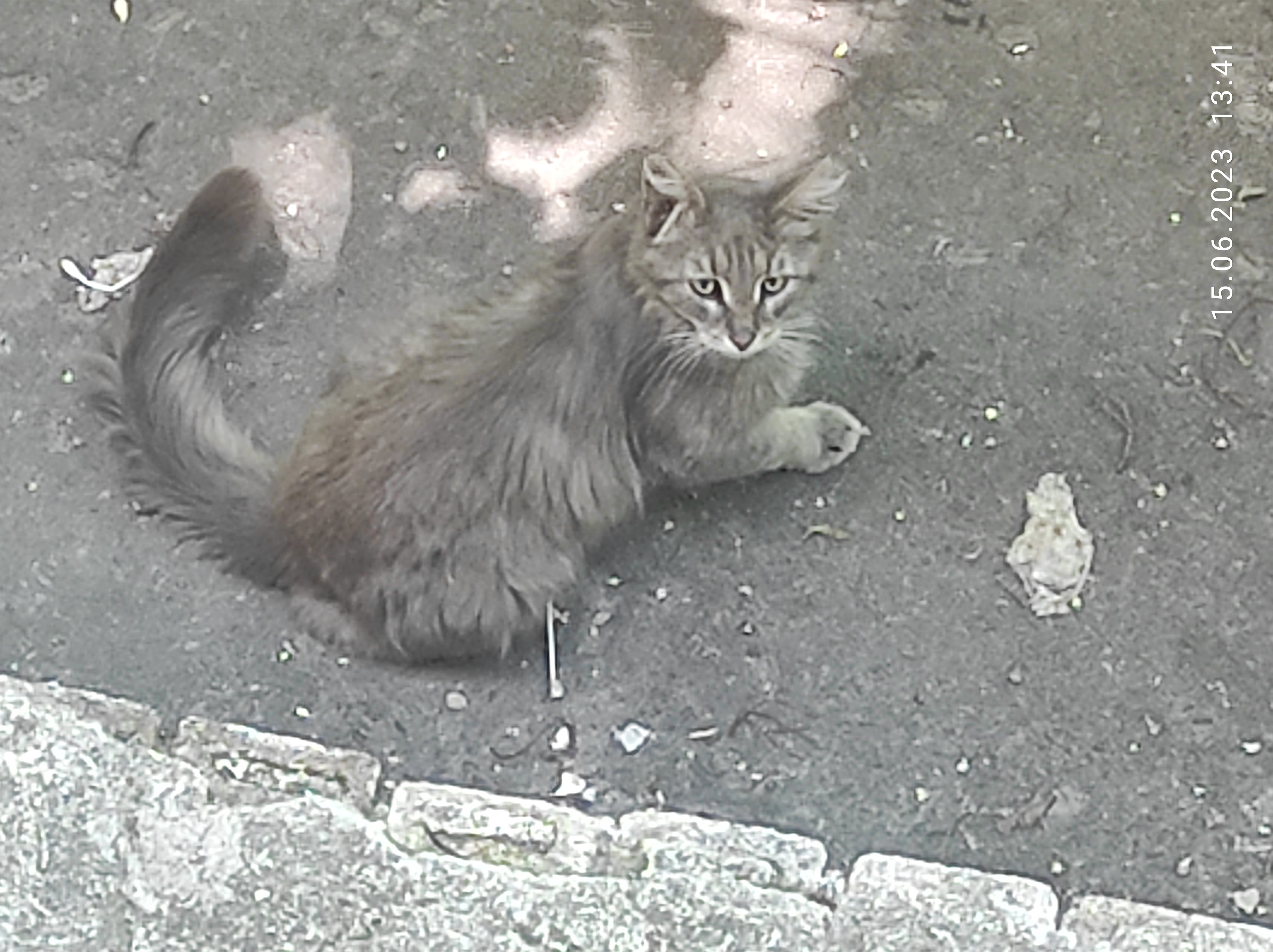 Найдена кошка в Москве на 1-й Владимирской, 18 к5