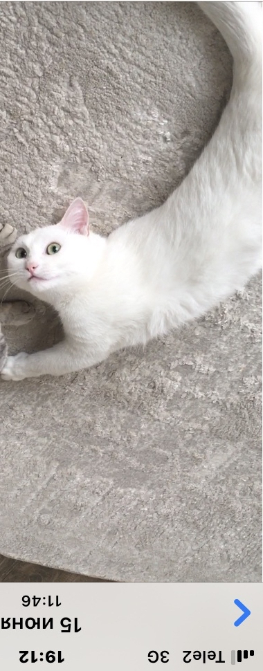 Пропала белая стерилизованная кошка на ул. 1 Мая, Лиски