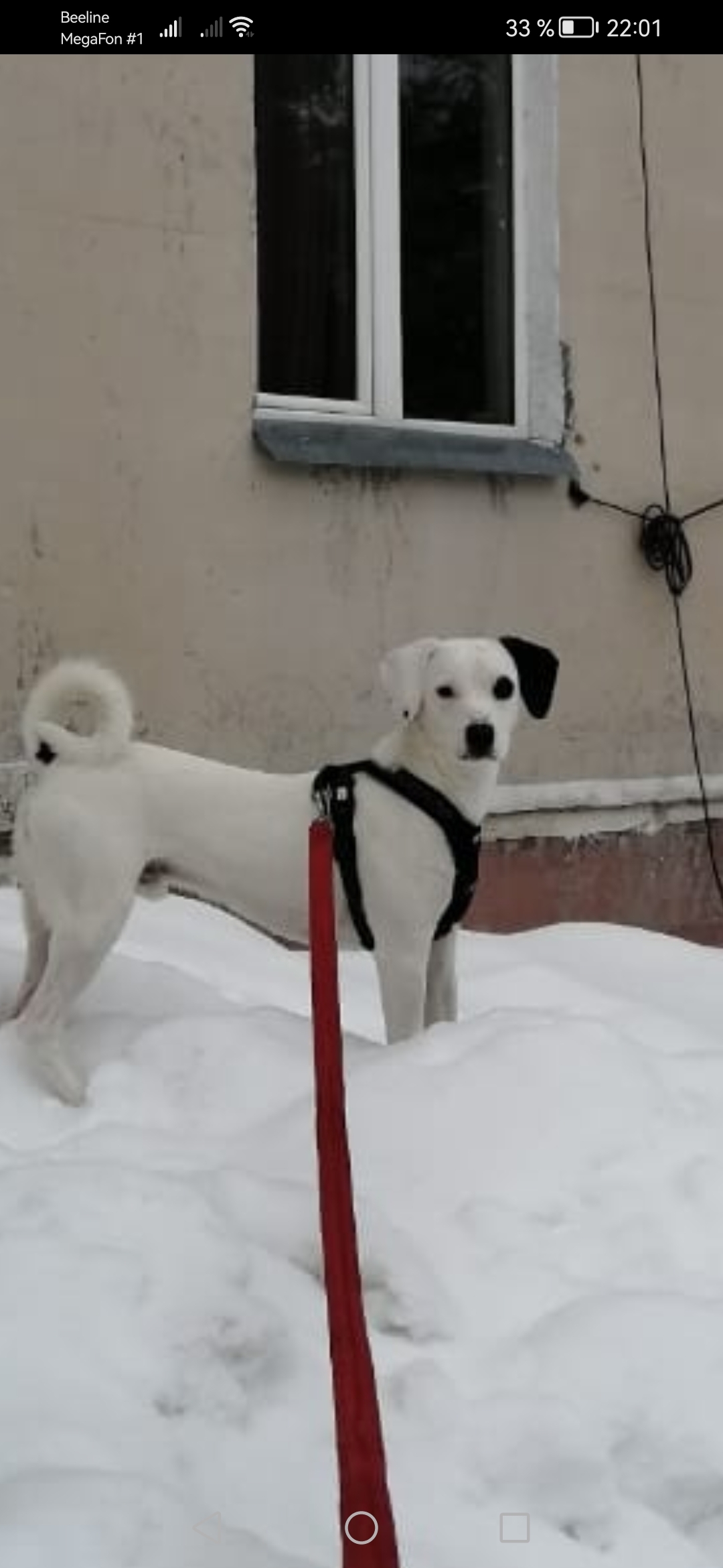 Пропала собака Бакс на Брусничной, Ноябрьск