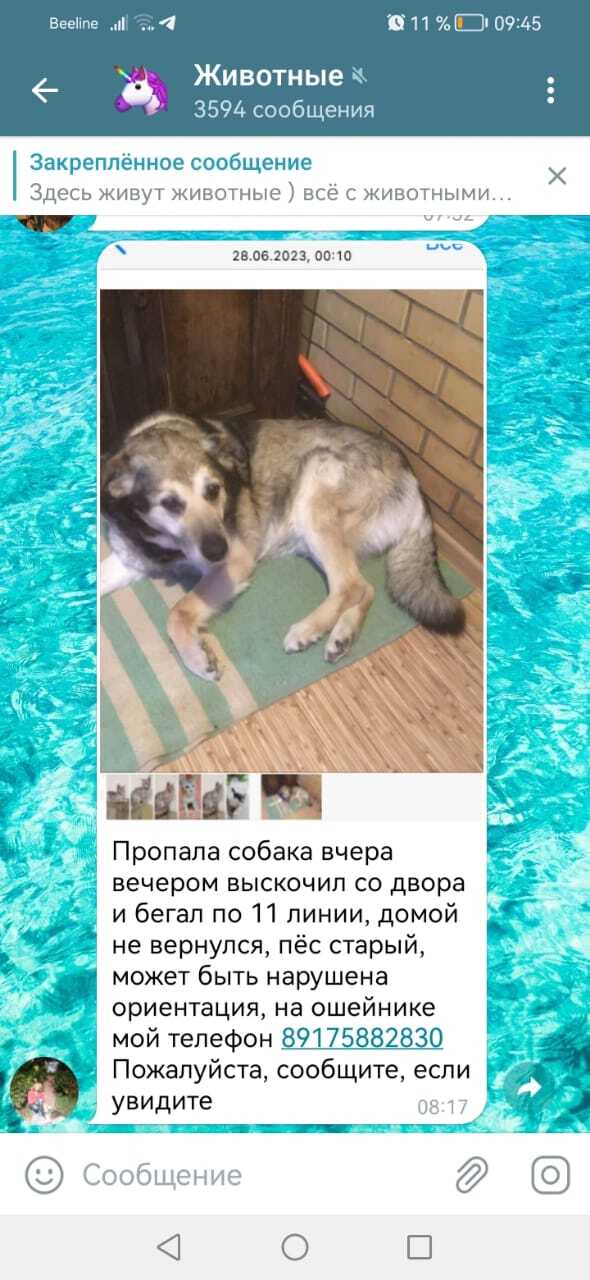 Пропала собака Гаврош, 14 лет. Помогите найти!