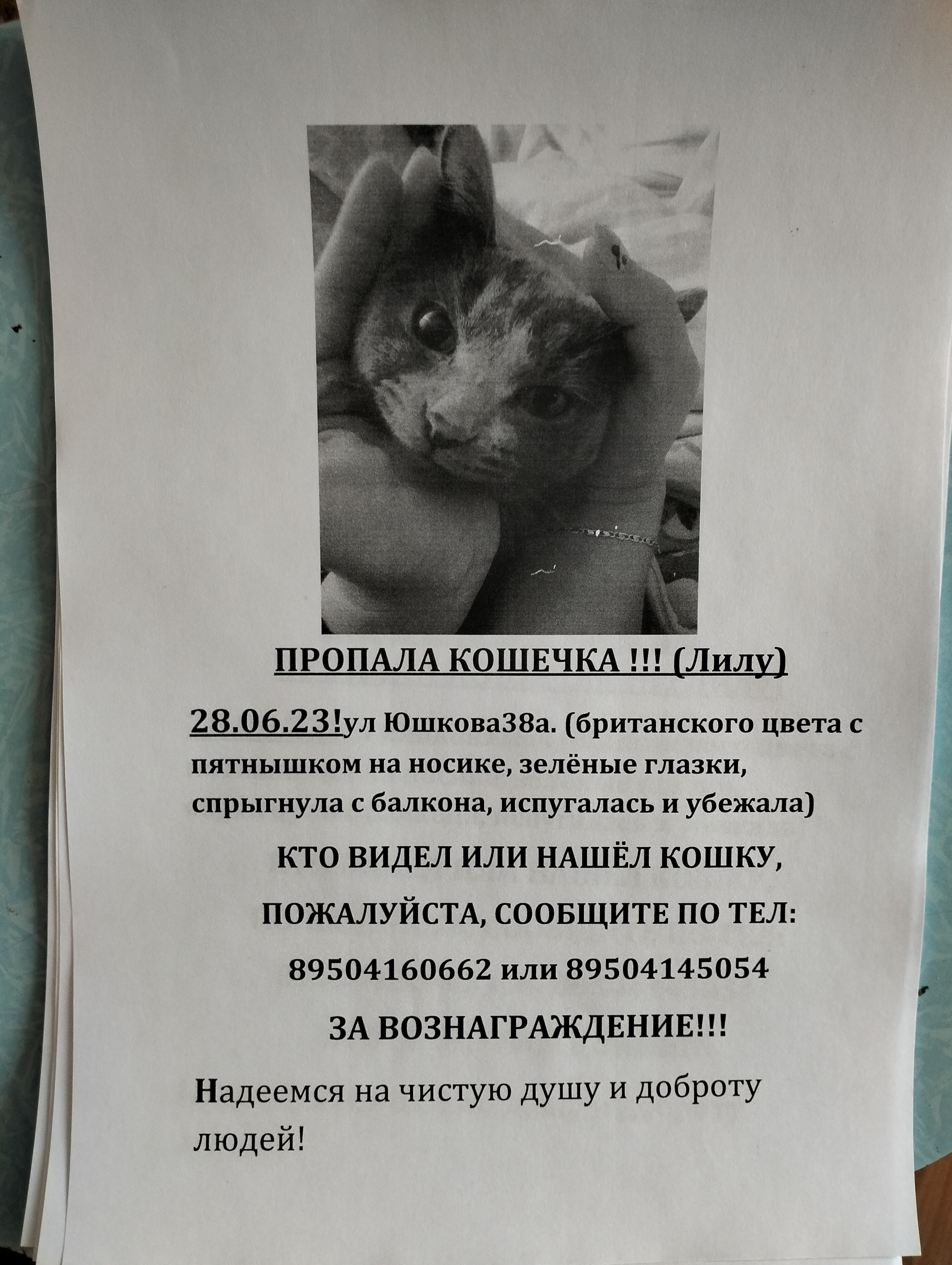 Пропала кошка на ул. Юшкова, Красноярский край