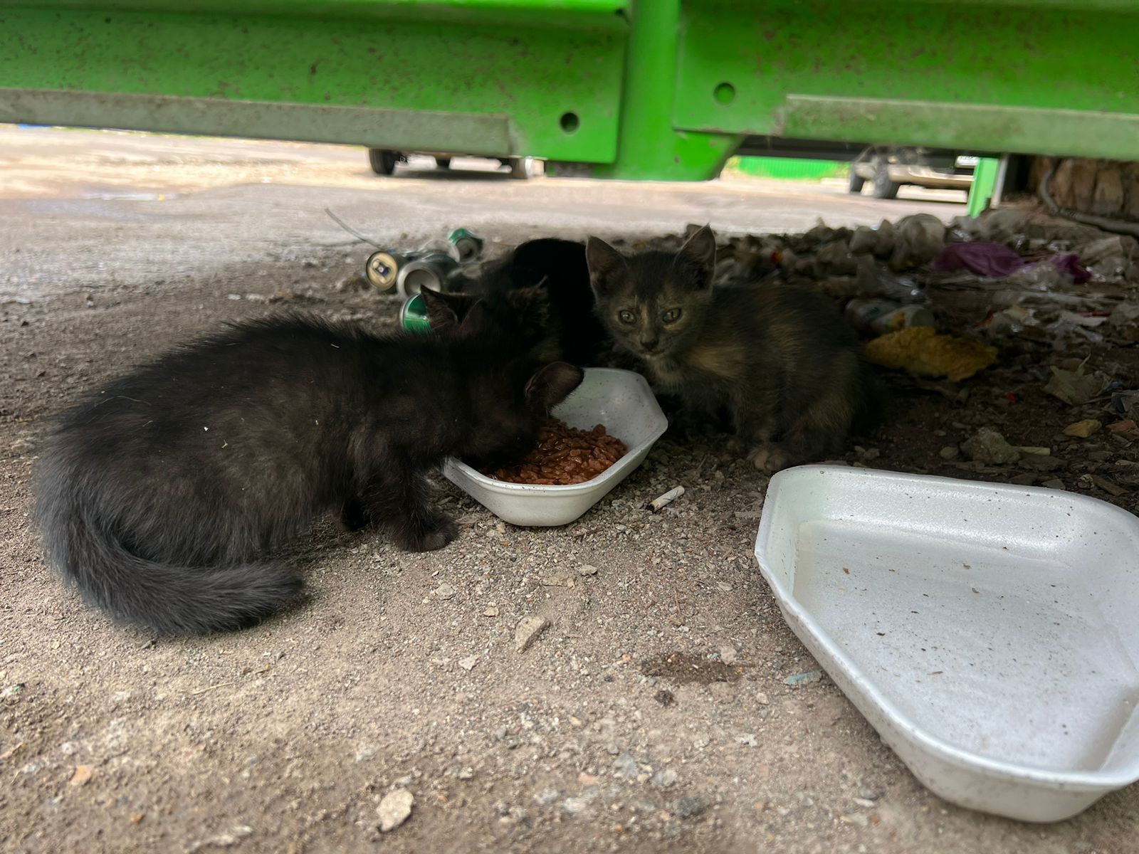 Срочно! Найдены голодные котята в Затоне, требуется передержка или новый хозяин