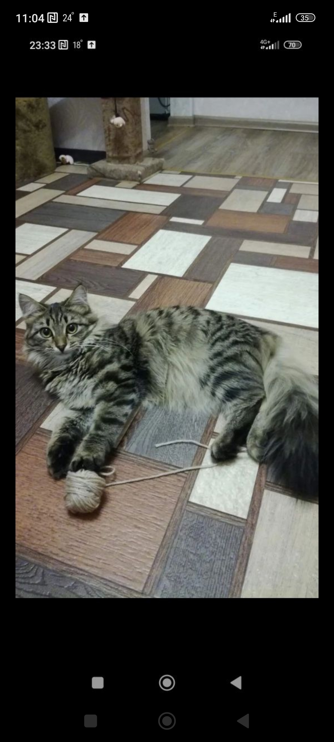Пропала кошка в Серове, ул. Маяковского