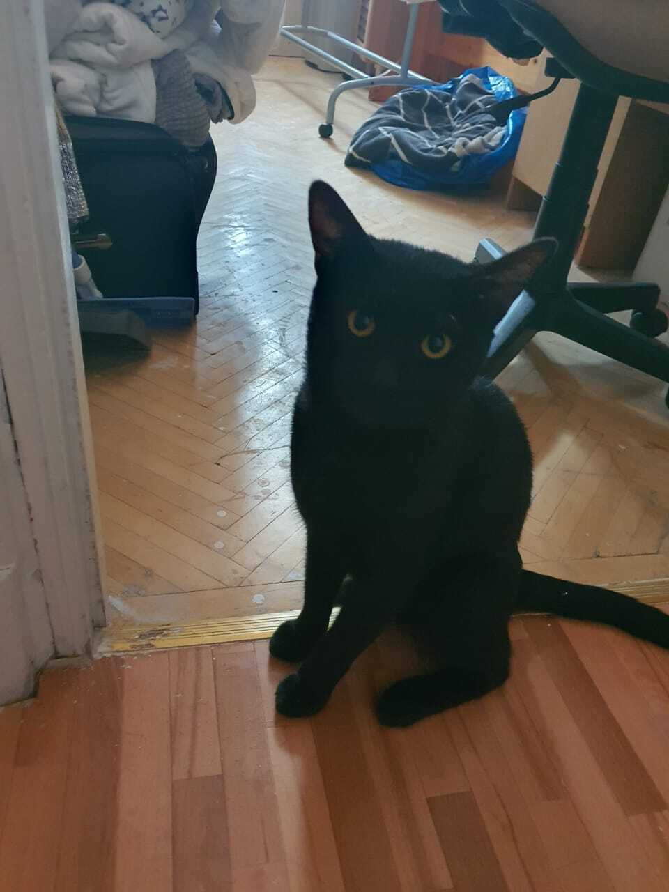 Найден домашний черный кот на Грибоедова, СПб