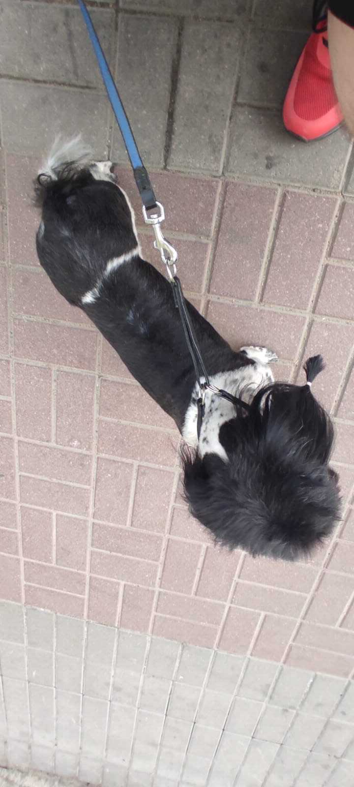 Пропала собака породы Лхаса-апсо, 8 лет. Адрес: Сертоловское городское поселение.