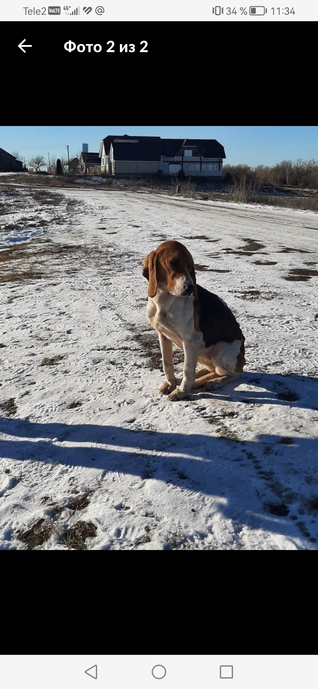 Пропала собака в брезентовом ошейнике в Поворино