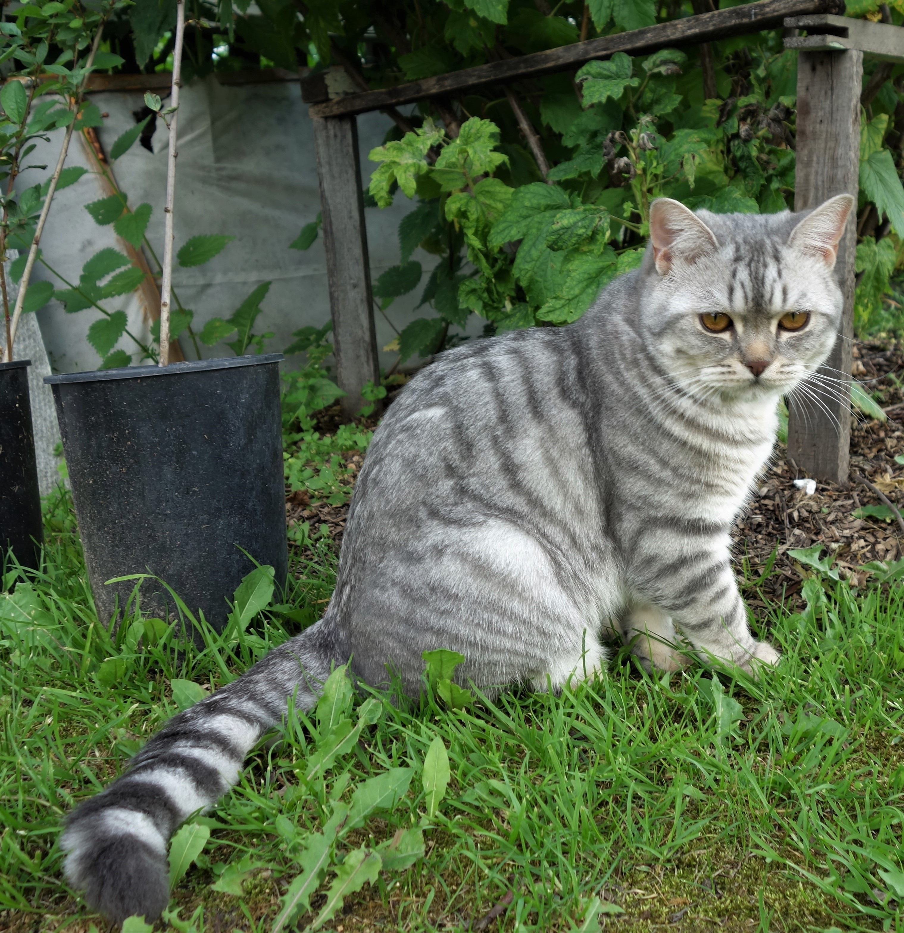 Пропала кошка СНТ «Надежда», 15 км Салаирского тракта, шотландский прямоухий, серый полосатый окрас, 6 лет