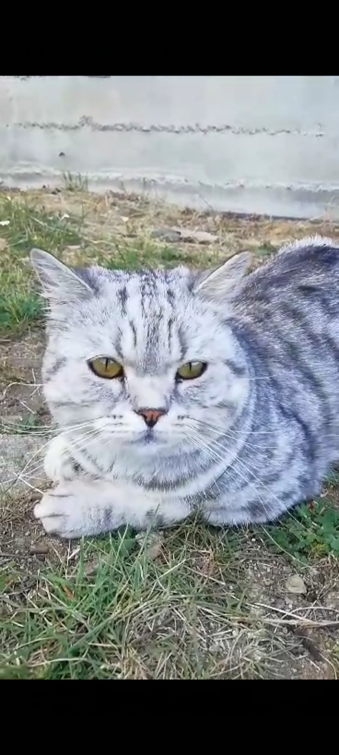 Пропала кошка Мурзик в Черноисточинске, Свердловская область