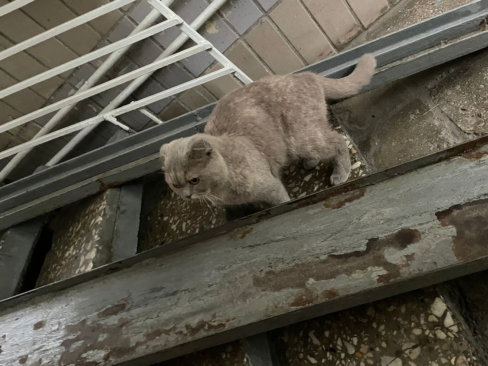 Найдена истощенная и стрессовая кошка в Москве, адрес: Сходненская улица, 56
