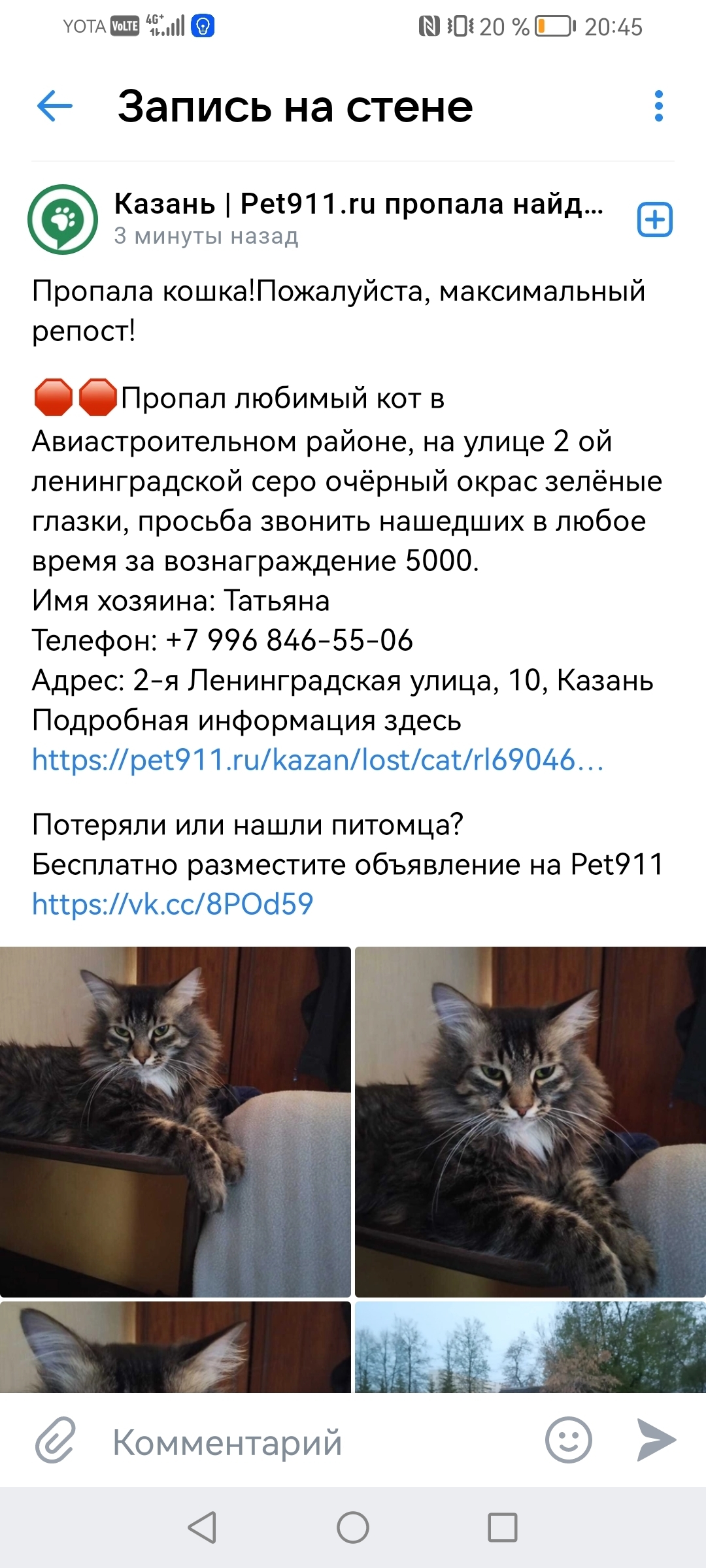 Пропал кот Джоник, 3 года, 2-5 утра 9 июля, Казань | Pet911.ru