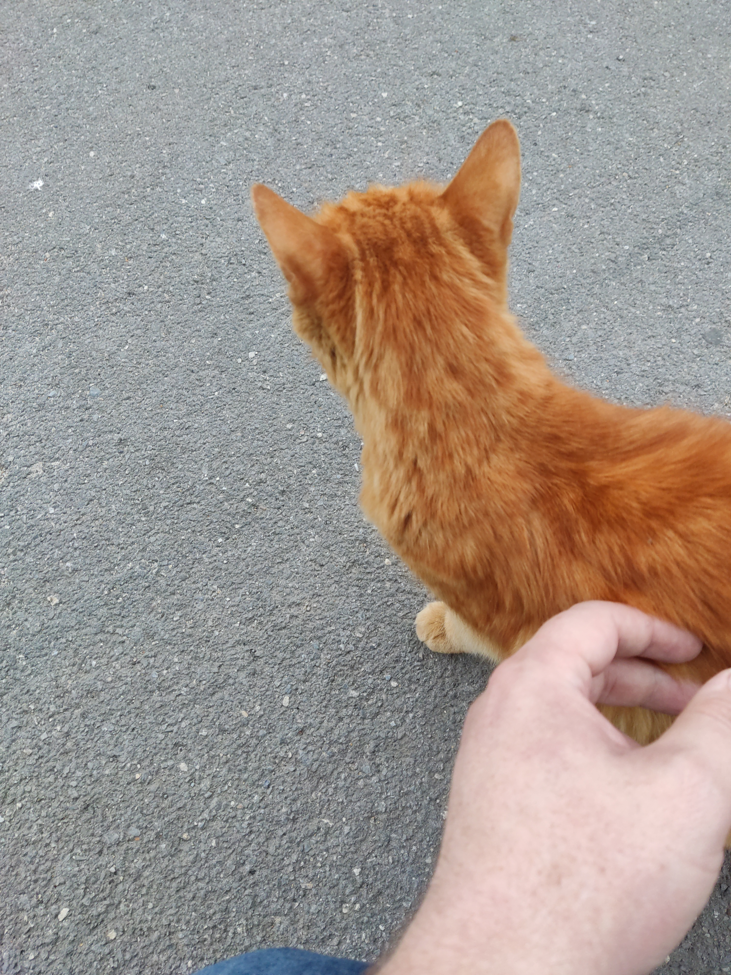 Потерянная рыжая кошка на остановке, ул. Катукова, Липецк