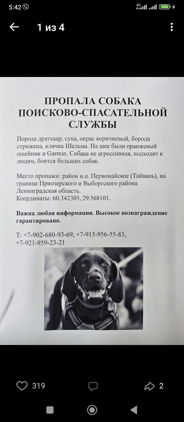 Пропала собака породы дратхаар, район н.п.Первомайское, Ленобласть