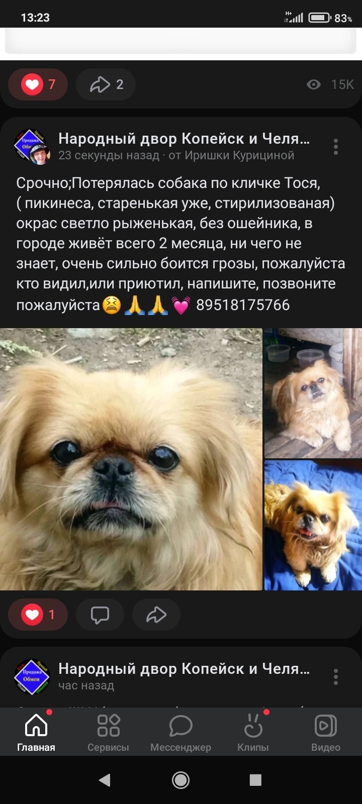 Пропала собака Тося в Копейске, Челябинская обл.