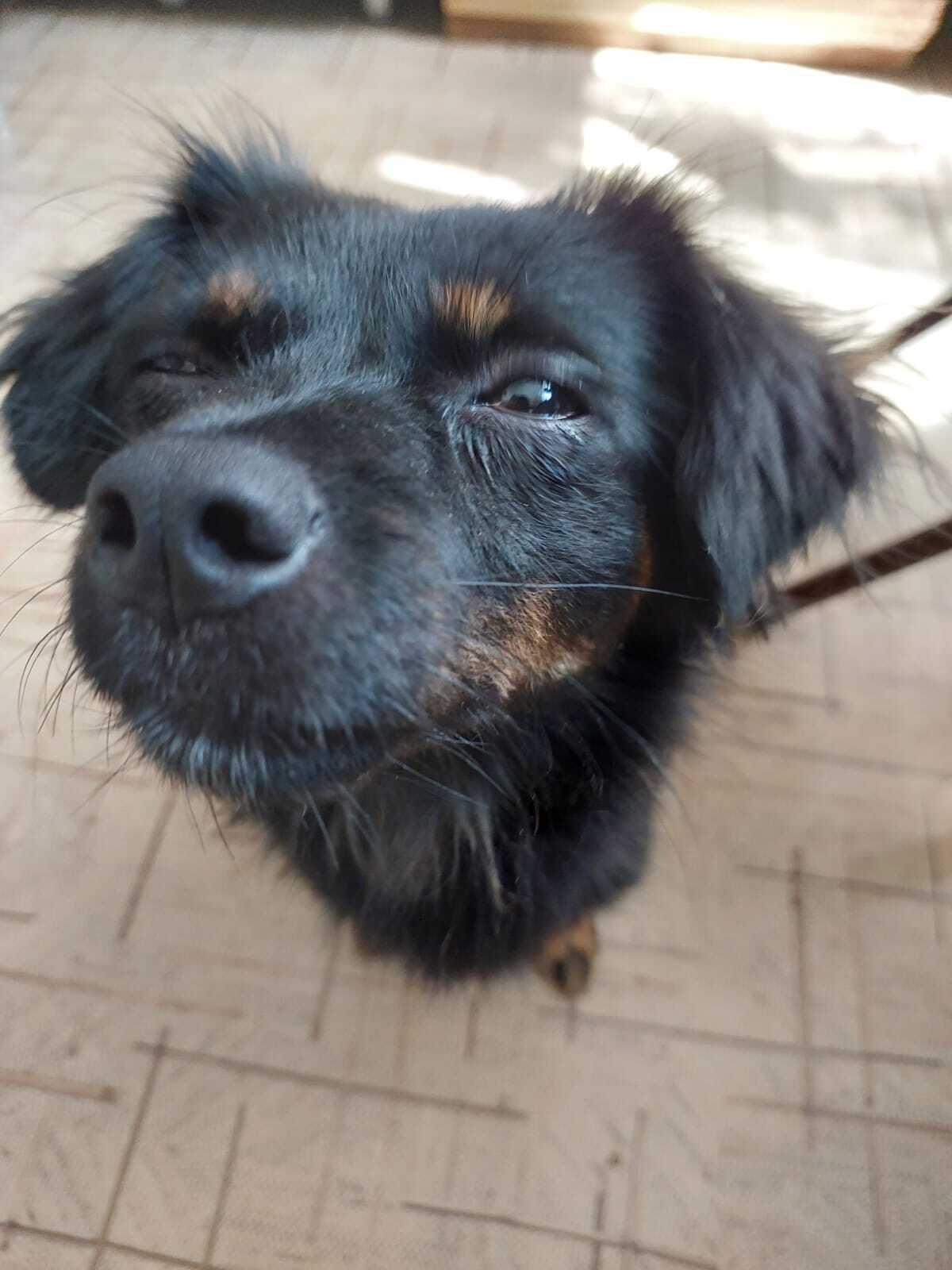 Найдена собака на пр. Ленина, Волгоград