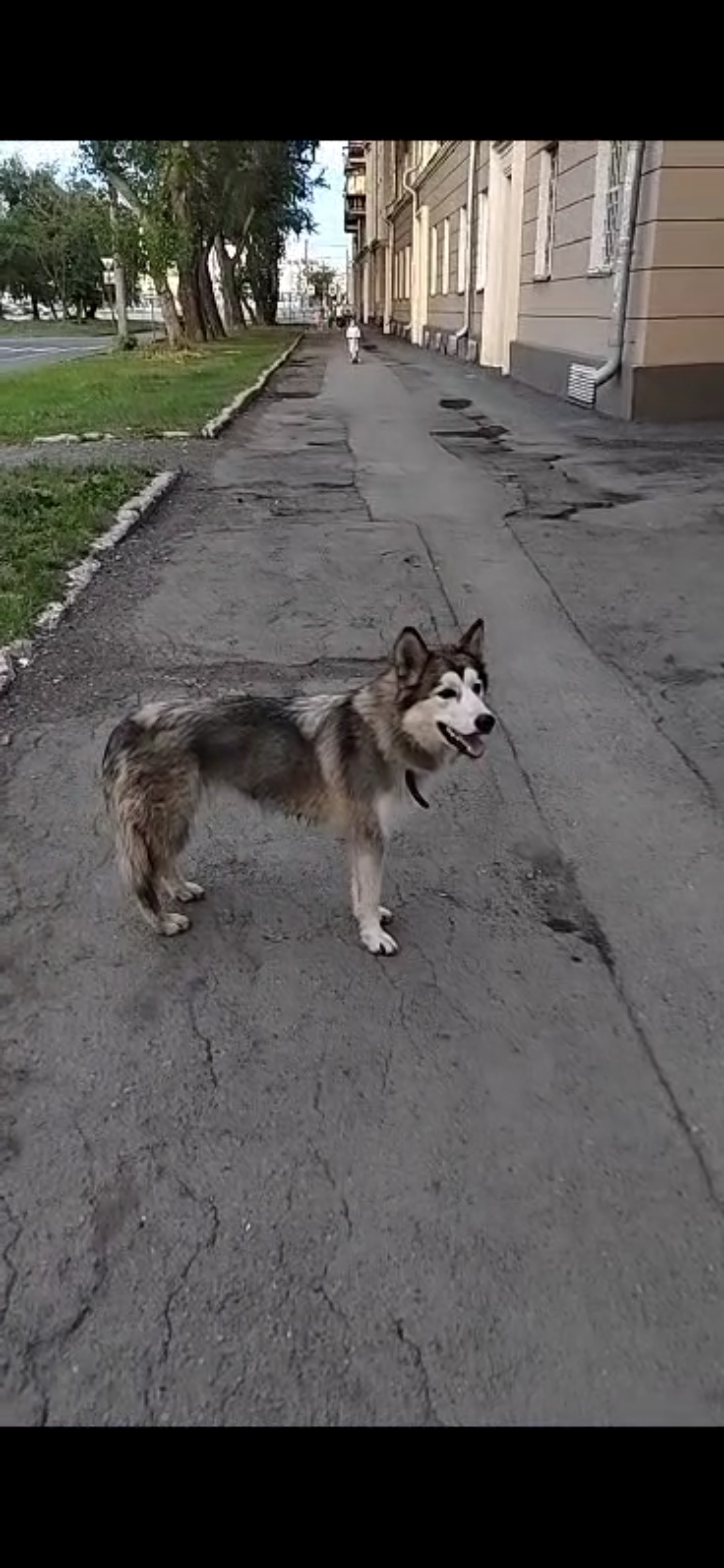 Собака найдена на ул. Харлова, 3, Челябинск