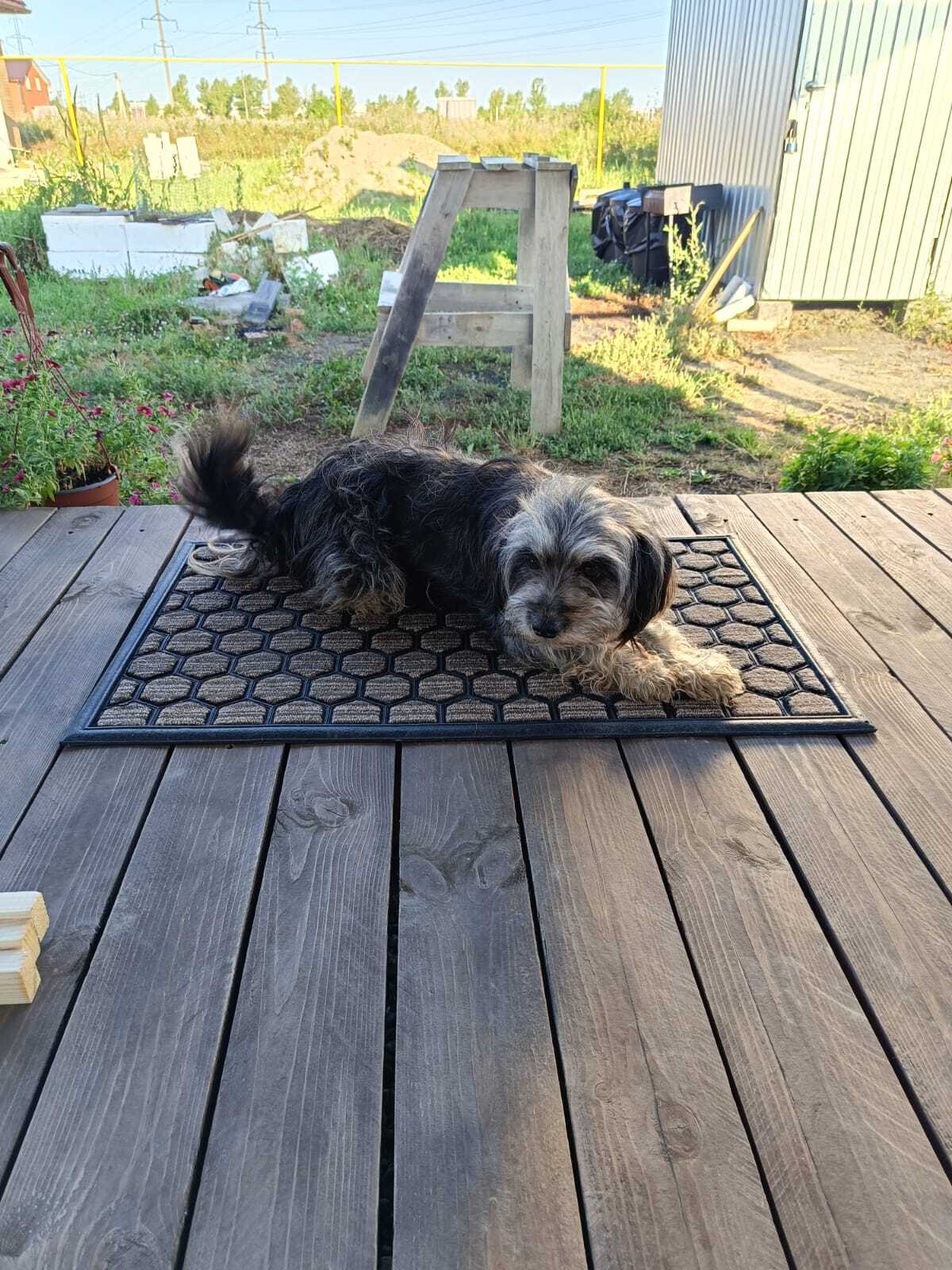 Найдена собака возле дома на Смоленском шоссе, размер средний