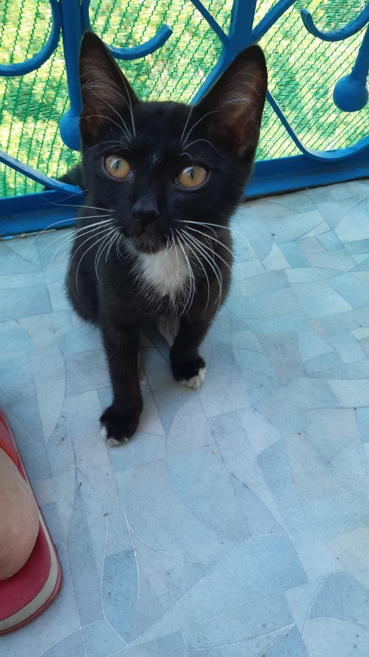 Найдена кошка Котёнок, Красноармейская, 101