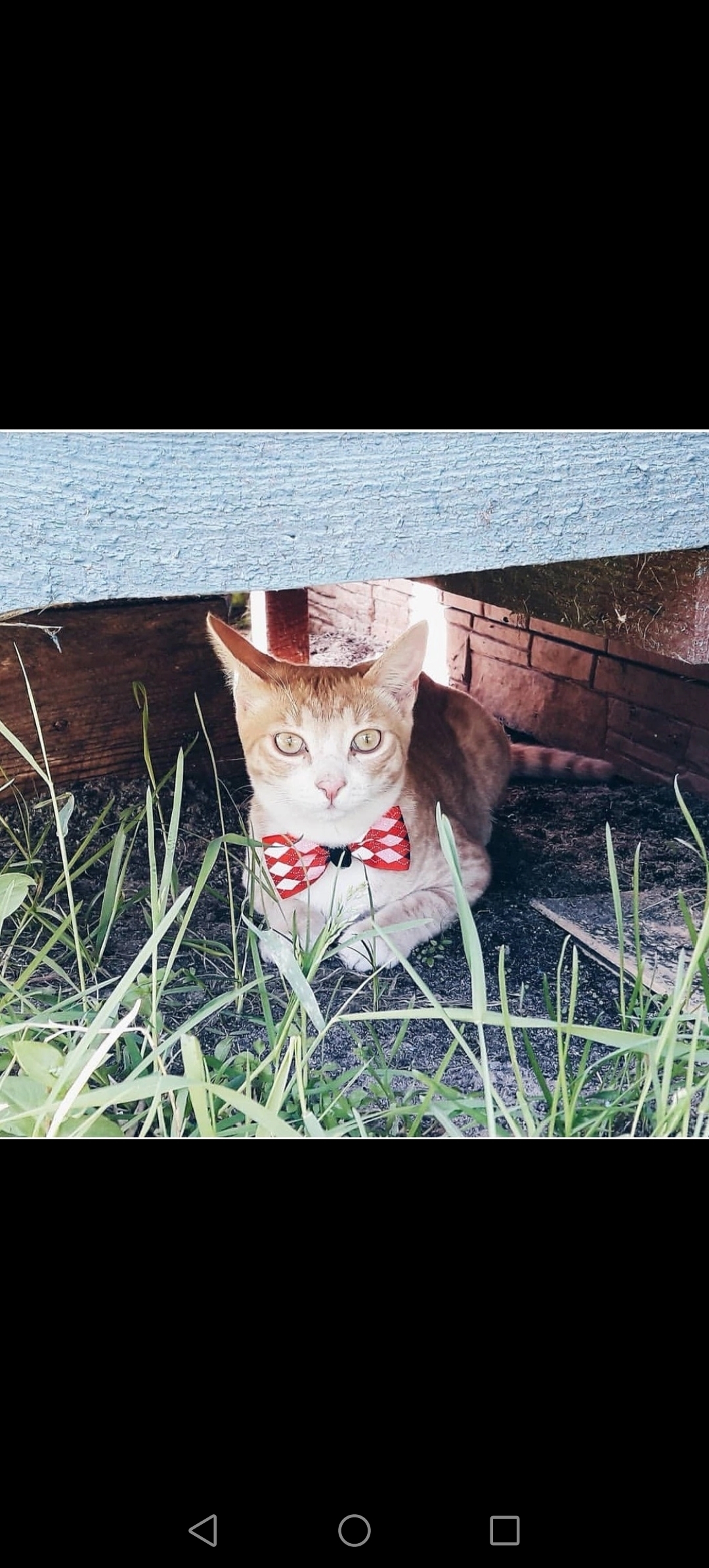 Пропала кошка Мартин, ул. Фадеева, 10, Балашиха