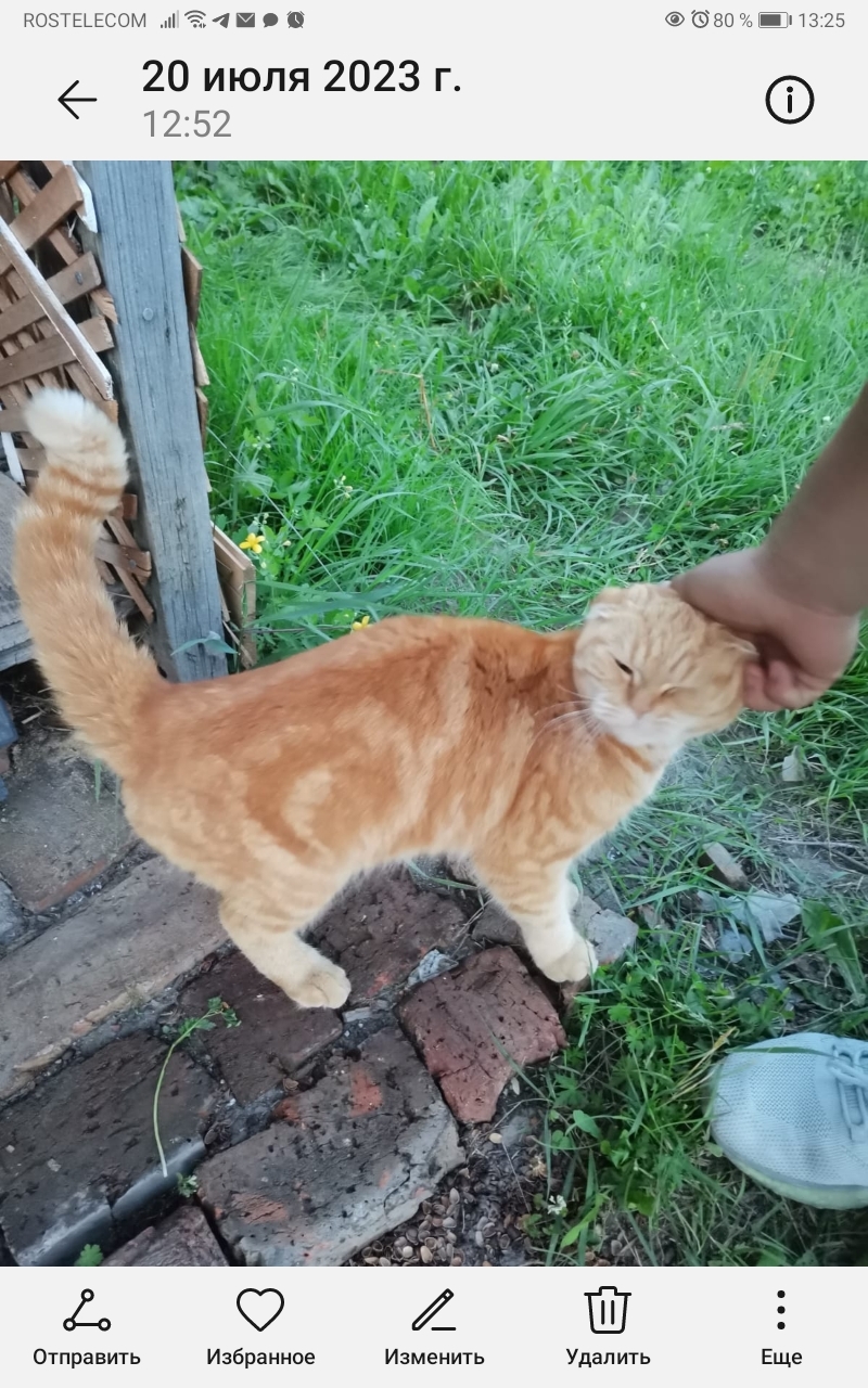 Найден рыжий кот на Хвойной ул., Новосибирск