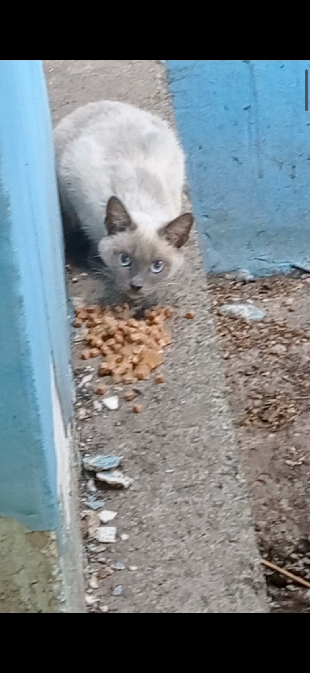 Найдена кошка Сиамская, ул. Куйбышева 27, Челябинск