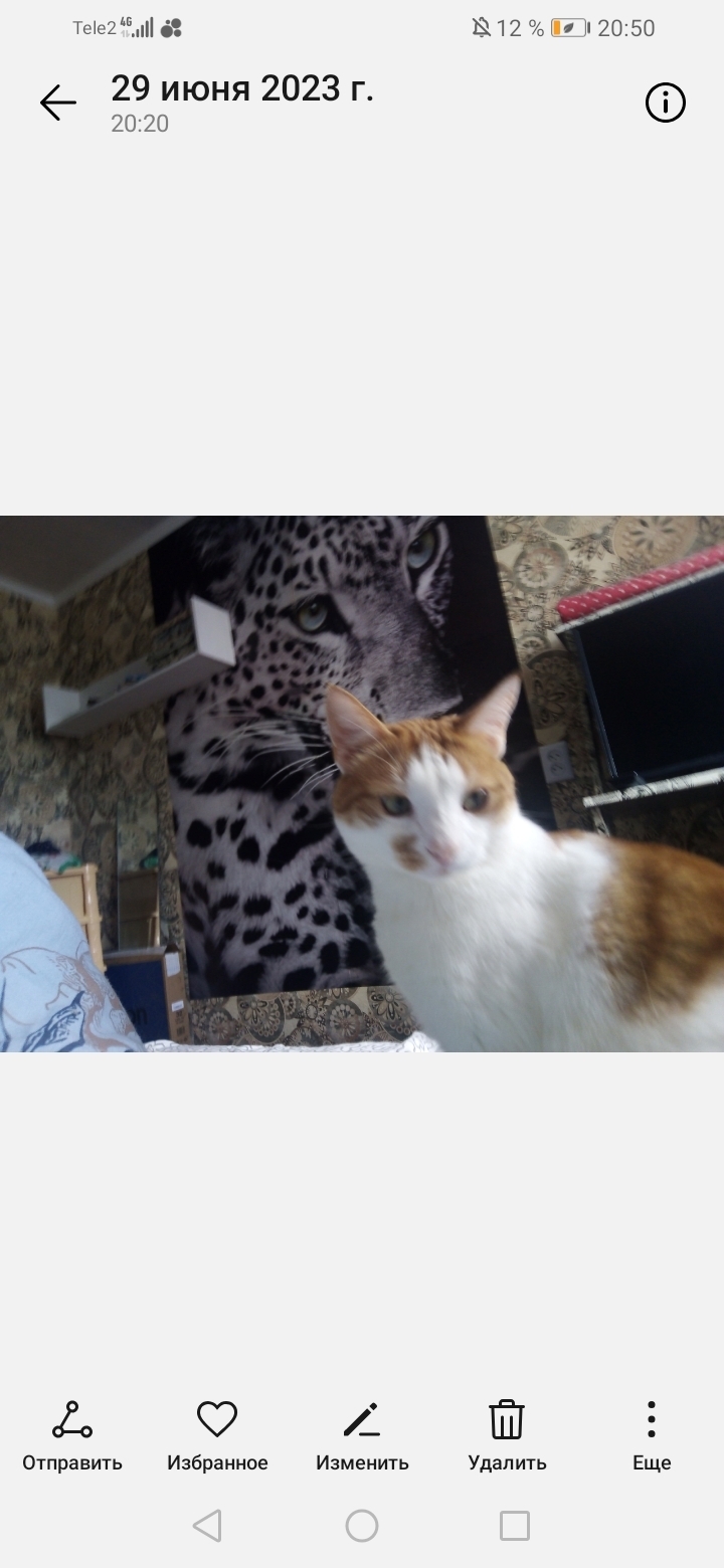 Пропала кошка Кот, украден на Московской ул., 121 к1, Калуга