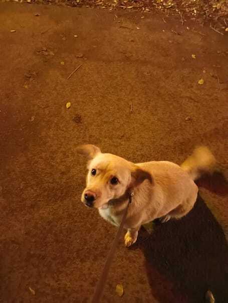 Пропала собака Чиф на ул. Алёши Тимошенкова, Красноярск