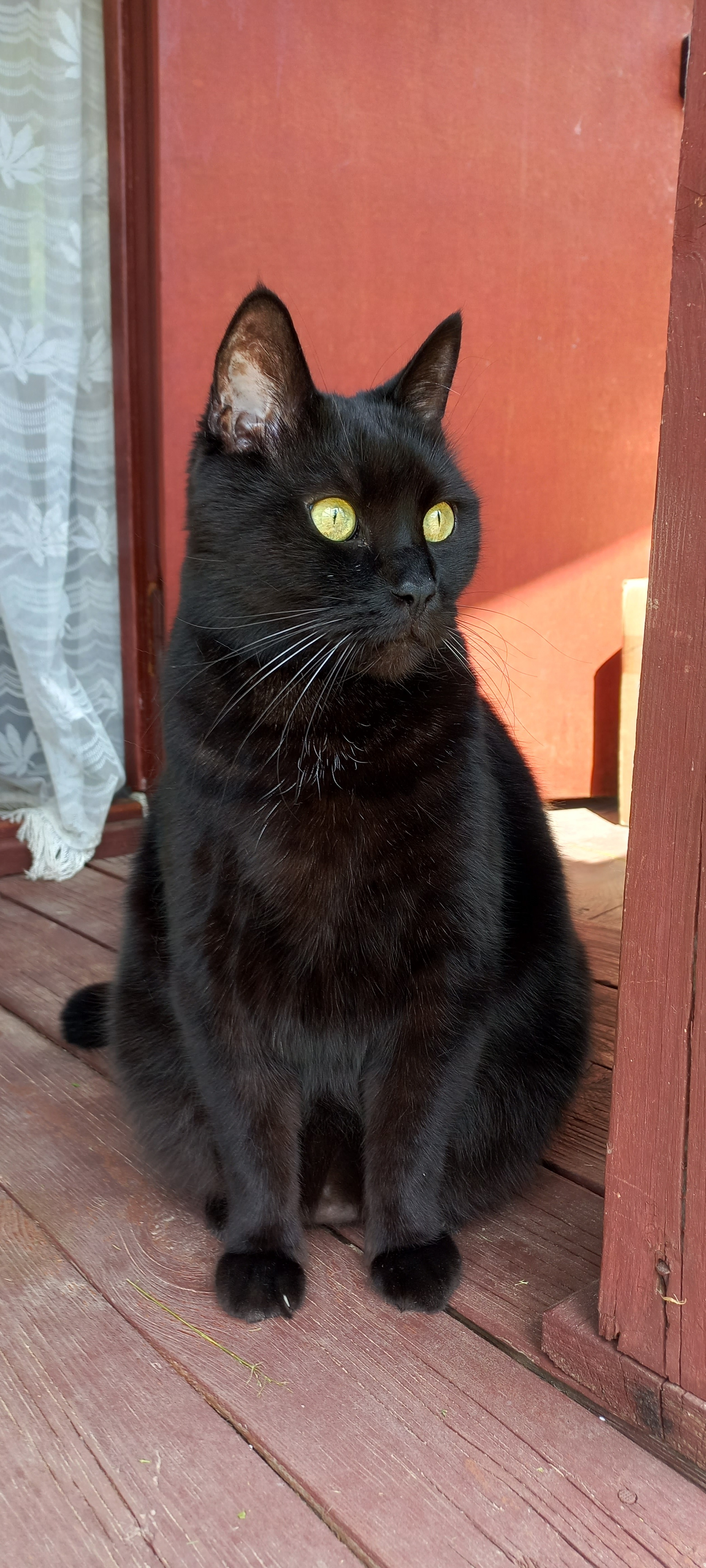 Пропал кот Кузя, черный, 11 лет, болен, Московская область