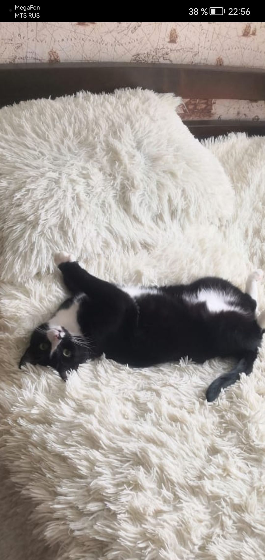 Пропала кошка в Бийске, текстильщик-3. Чёрная с белыми отметинами. Марго, 6 лет. 8923 750-6773
