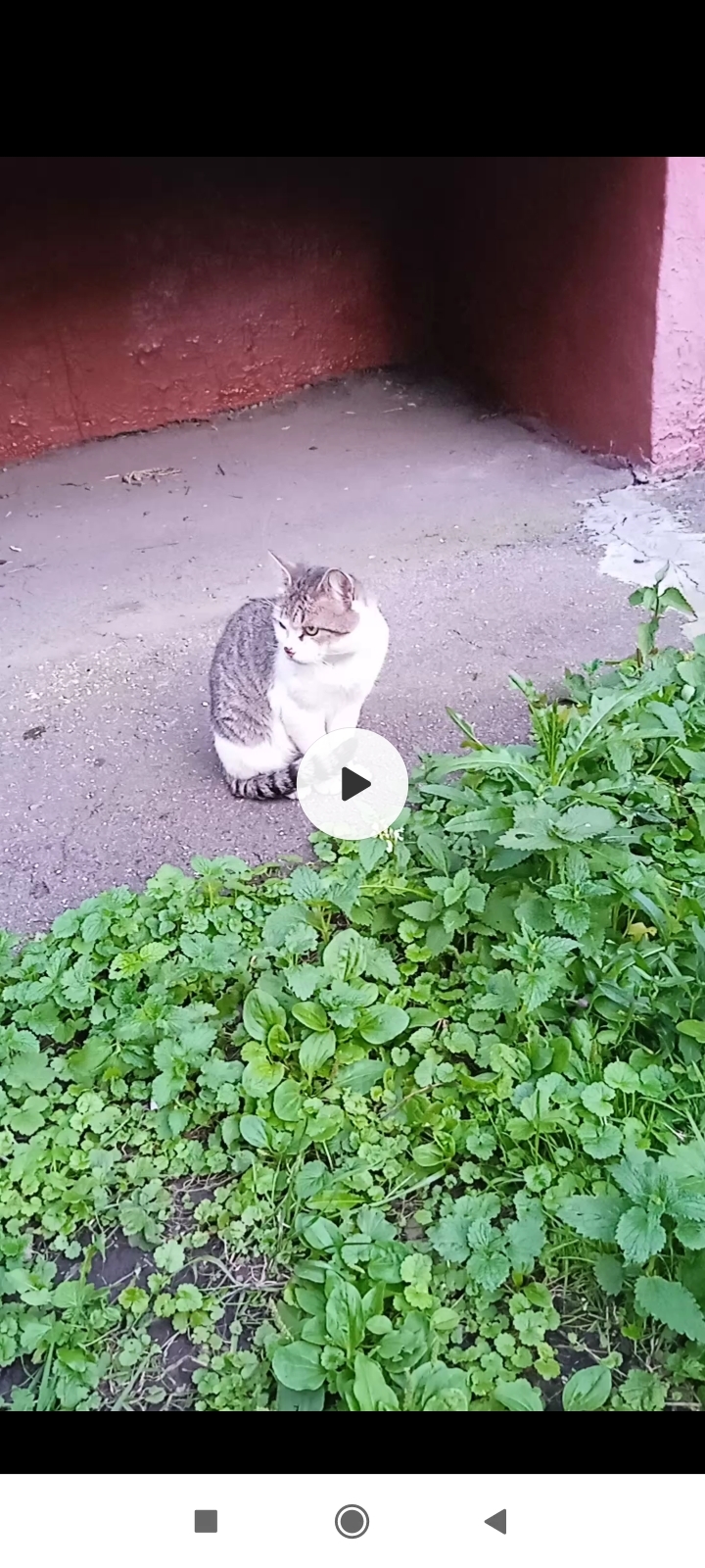 Найдена кошка Котик возле Нагорной улицы, Москва